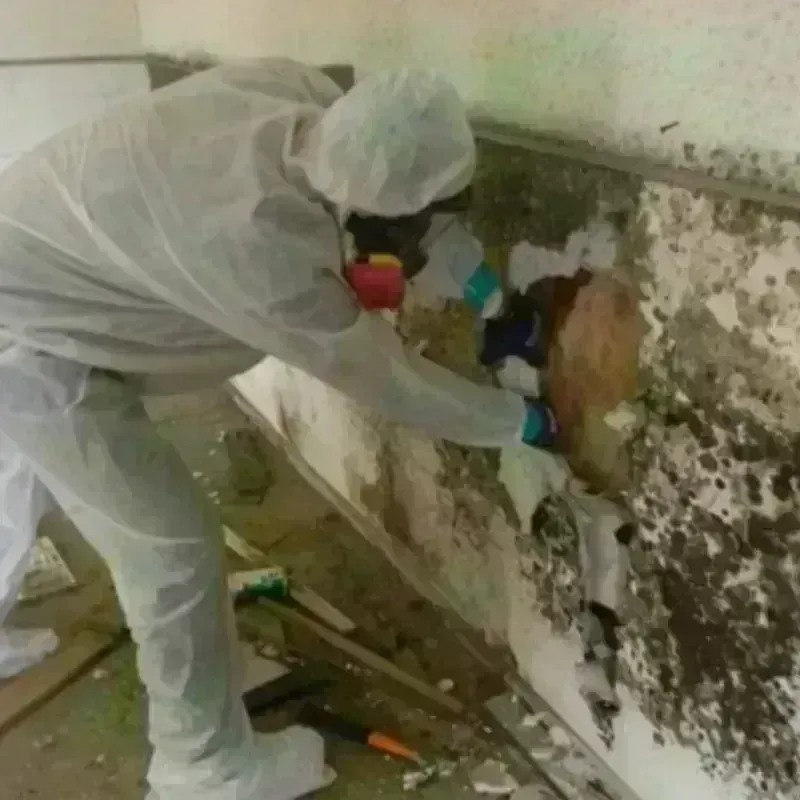 Mold Remediation and Removal in University, FL